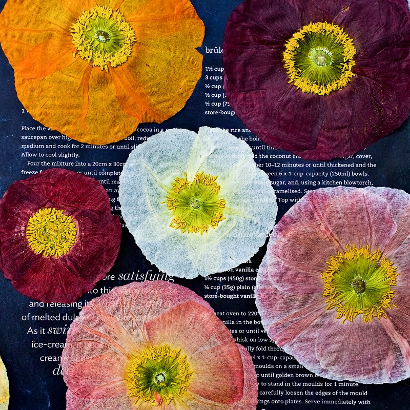 Art And Craft Nature - 1 pièce, Fleurs de pavot de
