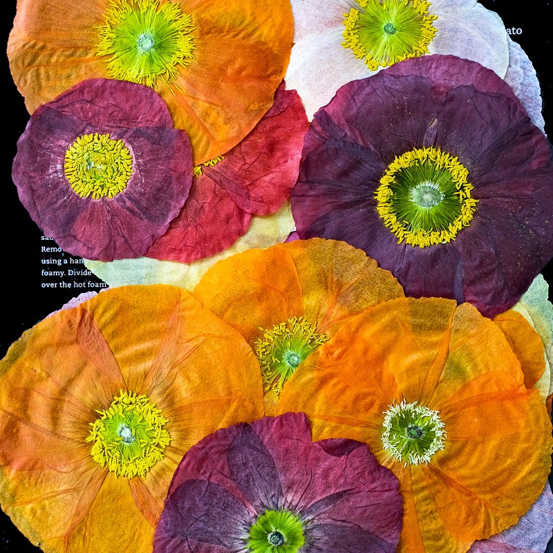 1 pièce, Fleurs de pavot de ca - Art And Craft Nature avis et prix