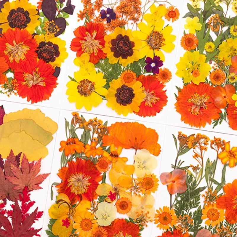 Fleur pressée séchée pour moul - Art And Craft Nature avis et prix